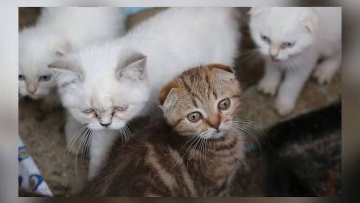 Almanya kedi sahiplerine vergi getirmeyi tartışıyor
