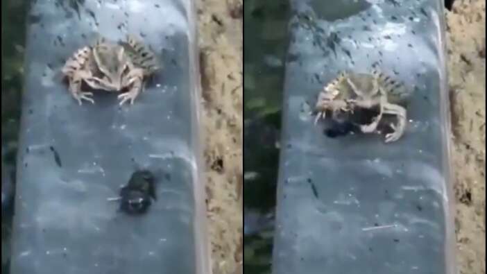 Avladığı böceğin tadını beğenmeyen kurbağa bakın ne yaptı
