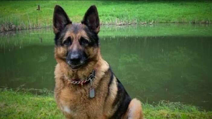 Bir ilk! Koronaya yakalanan köpek öldü