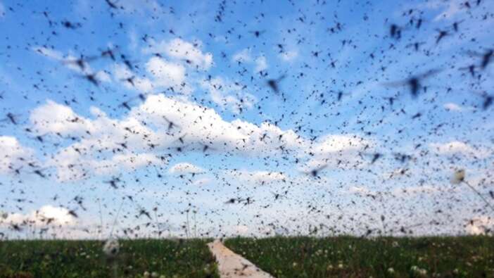 Genetiği değiştirilmiş 750 milyon sivrisinek doğaya salınıyor