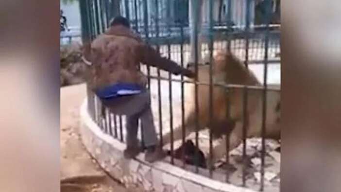 Aslan, görevlinin kolunu kaptı