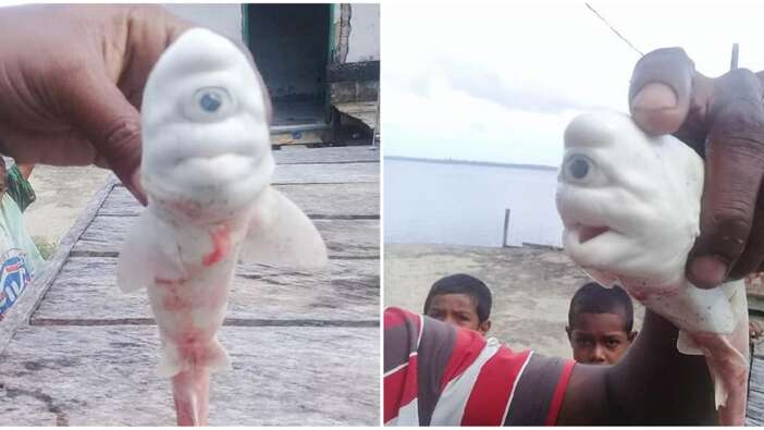 Albino ve tek gözlü köpek balığı