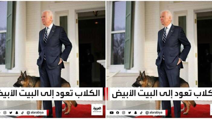 'Köpekler yeniden Beyaz Saray'da'