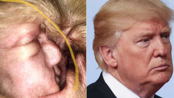 Trump'ın suretine benzetilen köpeğin kulağı görenleri şaşırttı