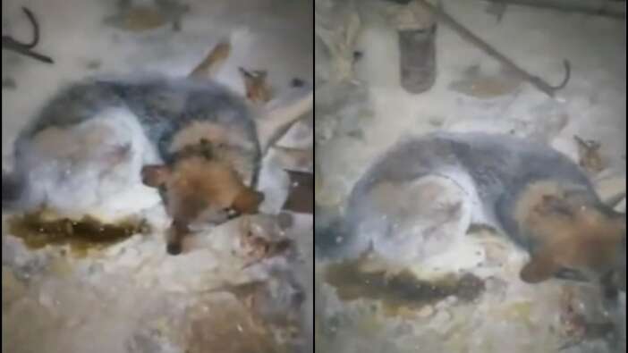 Eksi 54 derecede buz tutan köpek böyle kurtarıldı