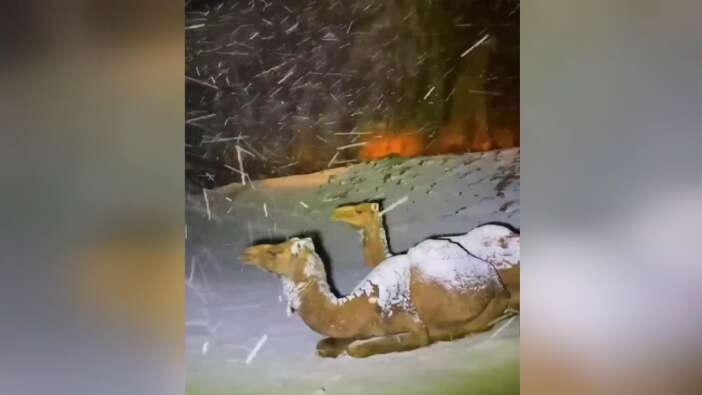 S. Arabistan’da kar yağdı develer kar altında kaldı!