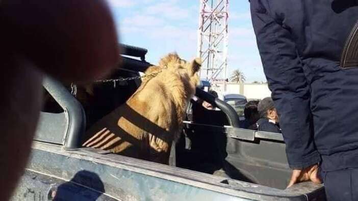 Siz hiç sokakta dolaşan aslan gördünüz mü