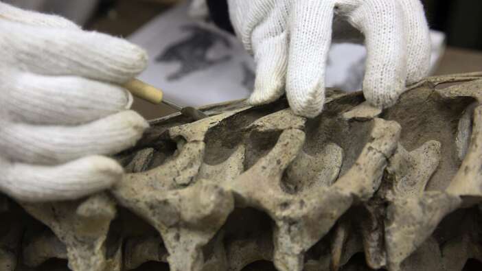 Avustralya’da kıtanın en büyük dinozoru keşfedildi