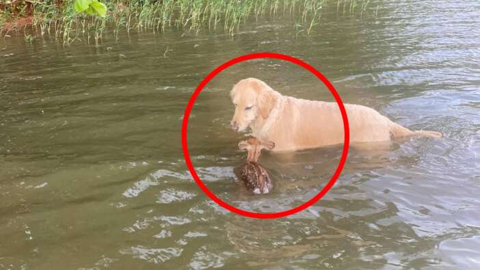 Sosyal medya bu videoyu konuşuyor! Kendisini kurtaran köpeği unutmayan karaca bakın ne yaptı...