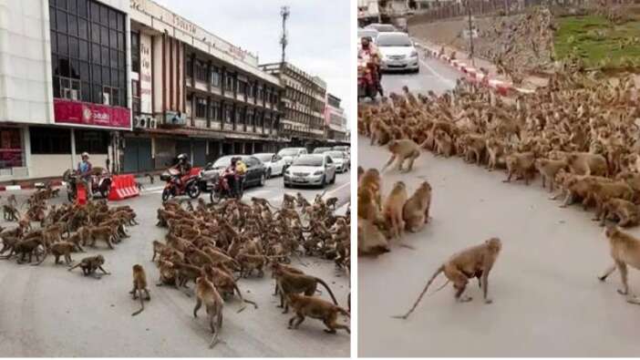 Maymunlar şehri ele geçirdi! Vatandaşlar evlerini terk ediyor...