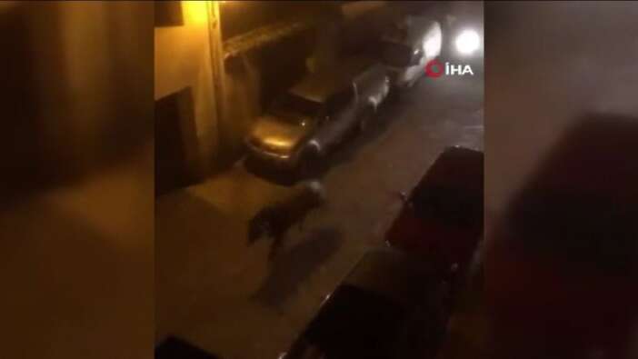 İspanya’da kaçan boğayı durdurmak için araçla çarparak öldürdüler