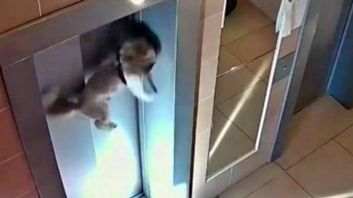 Köpeği feci şekilde ölmekten, şans eseri binaya giren kişi kurtardı!