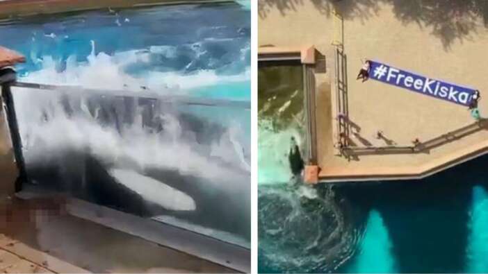 42 yıldır beton tankın içinde tutsak olan dünyanın en ünlü balinası Kiska, intihara kalkıştı!