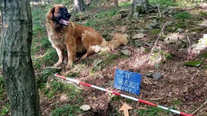 Arkeolog köpek, gümüş paralarla dolu bir çömlek ortaya çıkardı!