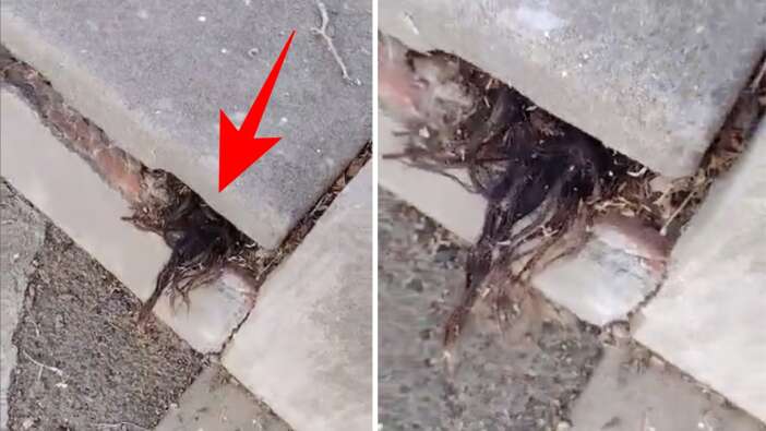 Dünya bu TikTok videosunu konuşuyor! Mezarlıkta tüyler ürperten olay!