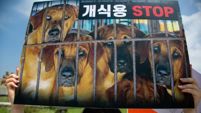 Güney Kore’de köpek eti tüketimi yasaklanabilir!