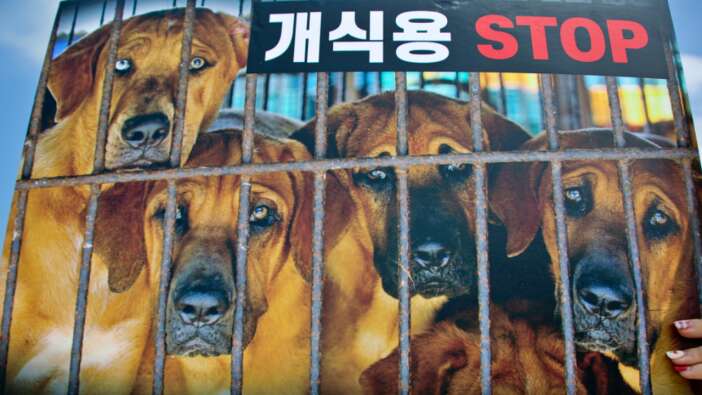 Güney Kore'de köpeklerin yenmesinin yasaklanması sinyali!