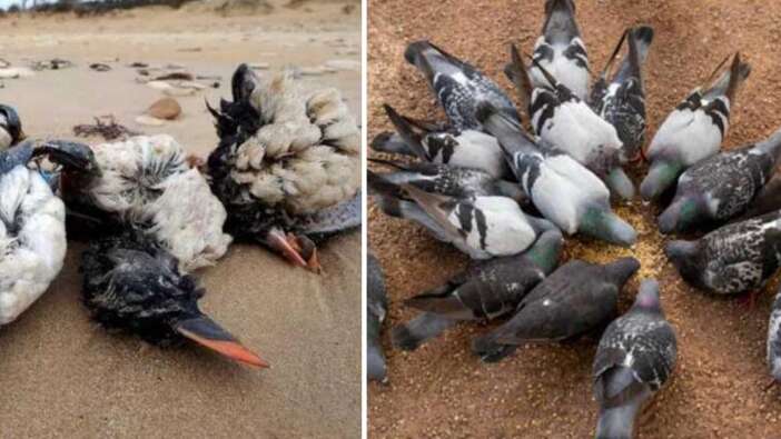 Gökyüzünden ölü kuşlar yağıyor! Türkiye'de yeni hastalık uyarısı... Sakın yaklaşmayın!