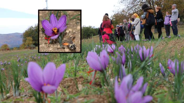 Ekim ve Kasım ayında gidebileceğiniz doğal fotoğraf platosu: Karabük safran tarlaları