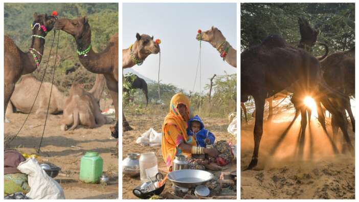 Hindistan'ın en büyük deve pazarı: Pushkar Deve Fuarı
