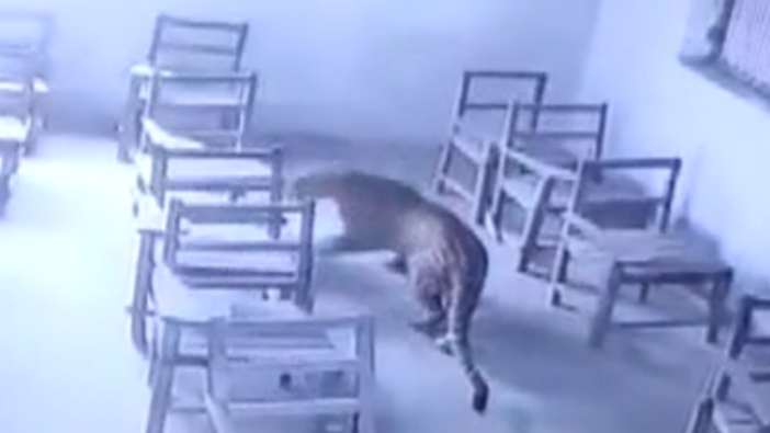 Bir anda sınıfa giren aç leopar, ilkokul öğrencisini ısırdı!