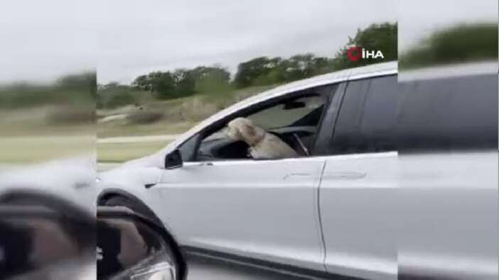 Hareket halindeki Tesla’nın sürücü koltuğundaki köpek gündem oldu