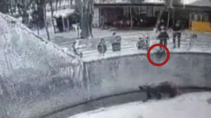 Cani anne, hayvanat bahçesinde çocuğunu yesin diye ayıya attı!