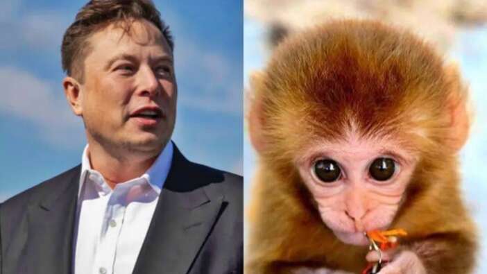 Elon Musk'ın 'beyne çip takma' deneylerindeki maymunların çoğu öldü!