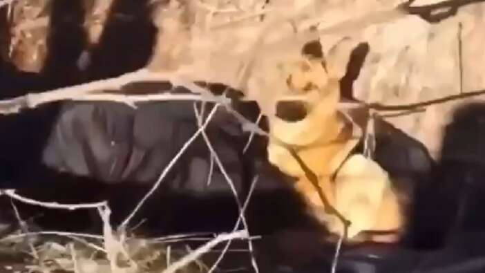 Bombalı saldırıdan sağ çıkan köpek, ölen sahiplerinin başından ayrılmadı!