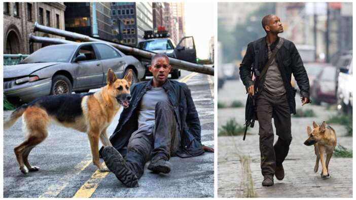 I Am Legend (Ben Efsaneyim) filminin devamı çekilecek