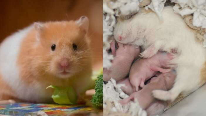 Hamsterların hamile olduğu bu şekilde anlaşılıyor