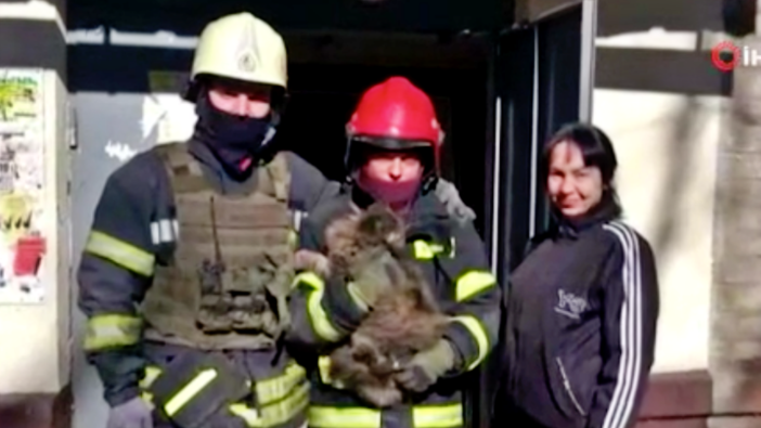 Rusya'nın vurduğu binanın enkazından 2 hafta sonra bir kedi sağ çıktı!
