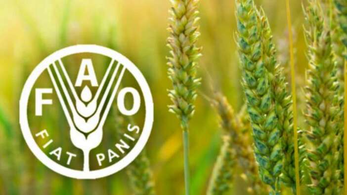 FAO: Gıdada sürdürülebilirlik için özel sektörle diyalog çok önemli!