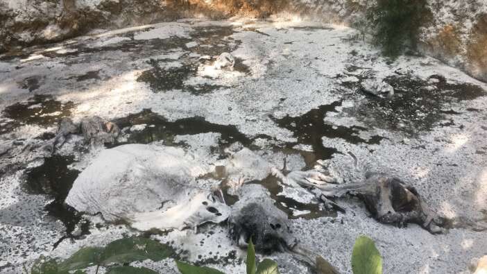 Korkunç bulgu: Filleri ile meşhur ulusal parkta 10 fil ölü bulundu!