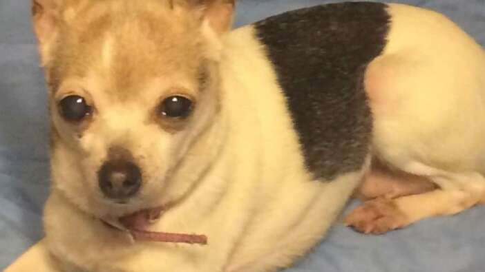 "Dünyanın en yaşlı köpeği" Pebbles, Guinness Rekorlar Kitabı’na girdi