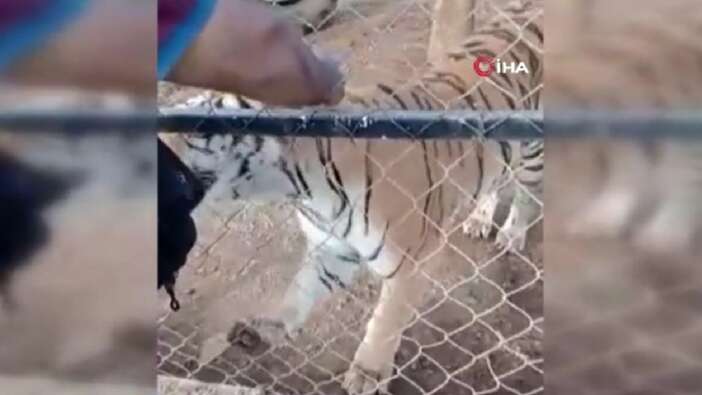 Meksika'da bakıcısı olduğu kaplanın saldırısına uğrayan kişi öldü!