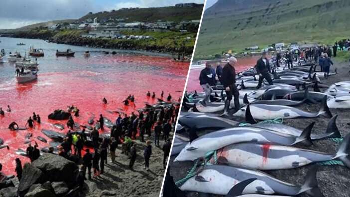 Festival değil katliam: Faroe Adaları'nda gelenek adı altında yunuslar katledildi!