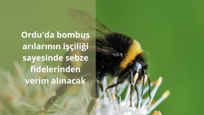 Ordu’da bombus arılarının işçiliği sayesinde sebze fidelerinden verim alınacak
