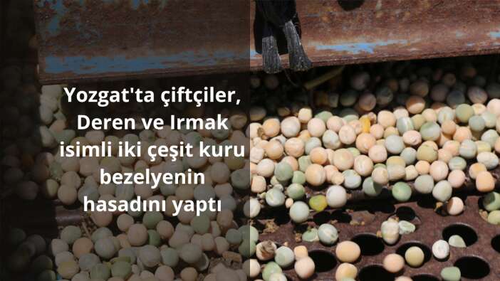 Yozgat’ta çiftçiler, Deren ve Irmak isimli iki çeşit kuru bezelyenin hasadını yaptı