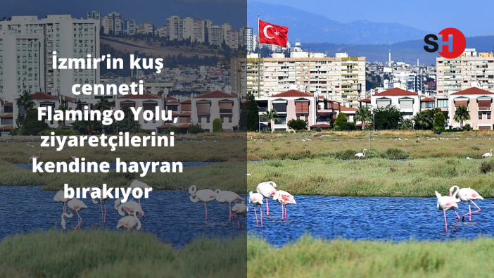 İzmir’in kuş cenneti Flamingo Yolu, ziyaretçilerini kendine hayran bırakıyor