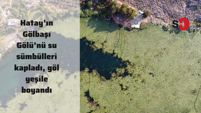 Hatay’ın Gölbaşı Gölü’nü su sümbülleri kapladı, göl yeşile boyandı