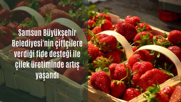 Samsun Büyükşehir Belediyesi’nin çiftçilere verdiği fide desteği ile çilek üretiminde artış yaşandı
