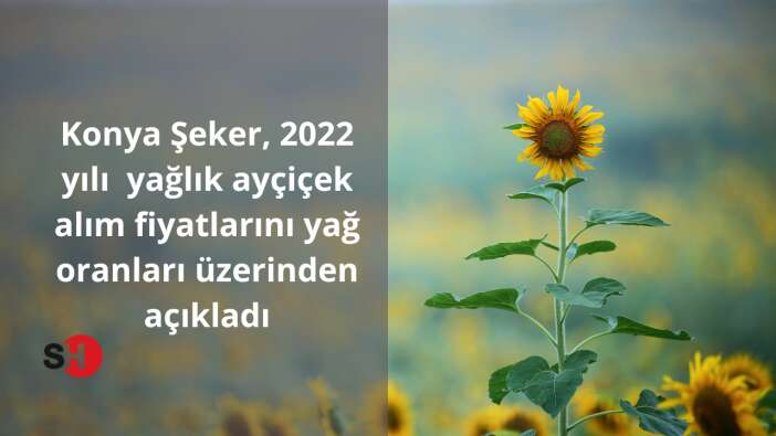Konya Şeker, 2022 yılı yağlık Ayçiçek alım fiyatlarını yağ oranları üzerinden açıkladı