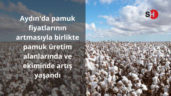 Aydın’da pamuk fiyatlarının artmasıyla birlikte pamuk üretim alanlarında ve ekiminde artış yaşandı