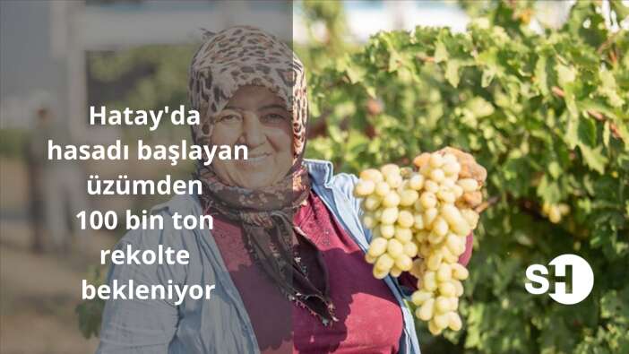 Hatay’da hasadı başlayan üzümden 100 bin ton rekolte bekleniyor