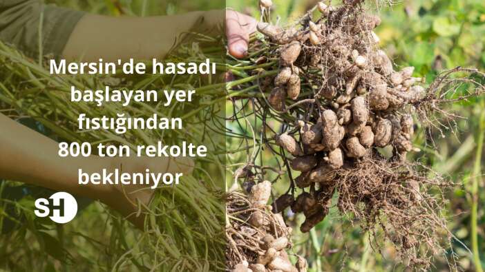 Mersin’de hasadı başlayan yer fıstığından 800 ton rekolte bekleniyor