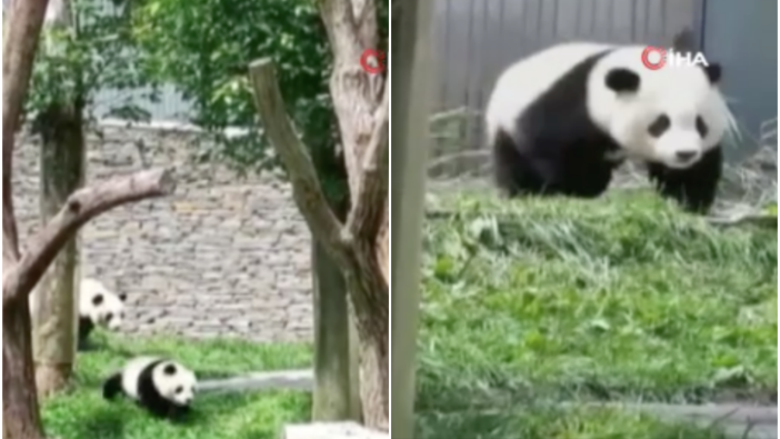 Çin'deki depremde anne panda ve yavruları böyle kaçtı