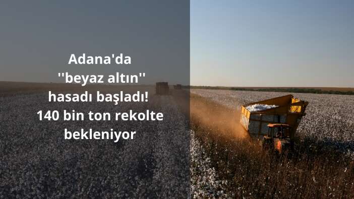 Adana’da birçok sektöre hammadde sağlayan pamukta hasat başladı, 140 bin ton rekolte bekliyor!