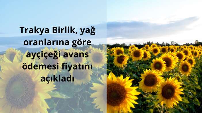 Trakya Birlik, yağ oranlarına göre ayçiçeği avans ödemesi fiyatını açıkladı