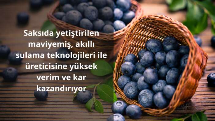 Saksıda yetiştirilen maviyemiş, akıllı sulama teknolojileri ile üreticisine yüksek verim ve kar kazandırıyor